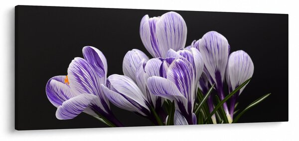 Obraz - Fialové krókusy (120x50 cm)