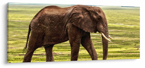Obraz slona (120x50 cm)