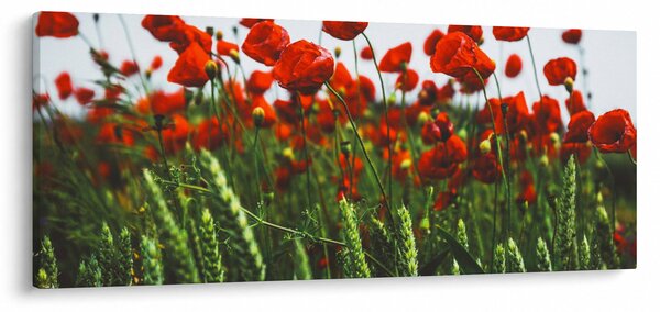 Obraz vlčích makov vo vetre (120x50 cm)