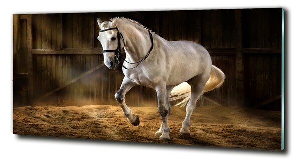 Moderné foto obraz na stenu Biely kôň v stajni