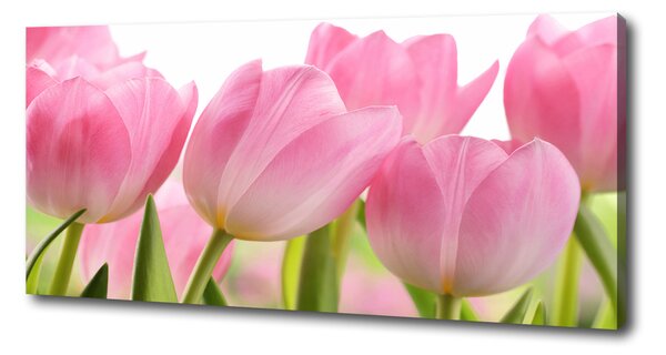 Foto obraz na plátne Ružové tulipány