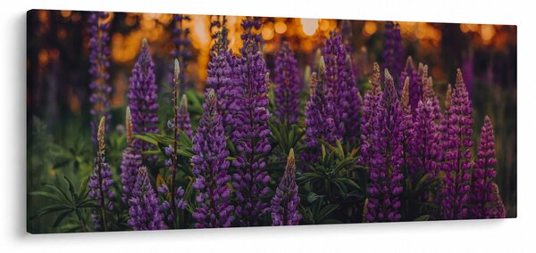 Obraz kvetov vlčieho bôbu (120x50 cm)