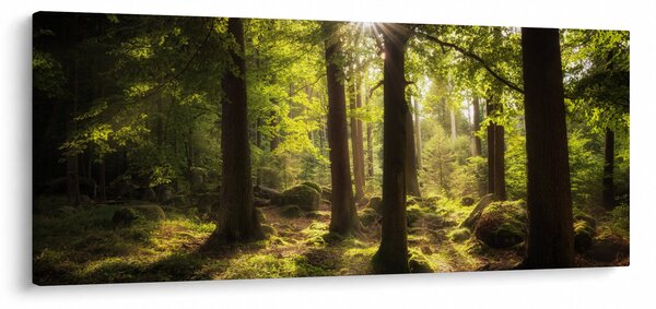 Obraz snového lesa (120x50 cm)
