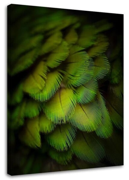 Obraz na plátne Ozdobné zelené perie Rozmery: 40 x 60 cm