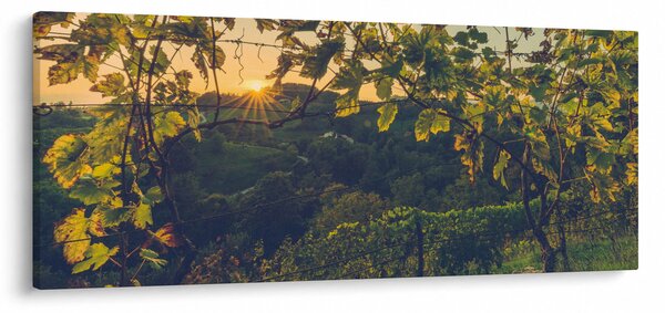 Obraz - Vinice (120x50 cm)