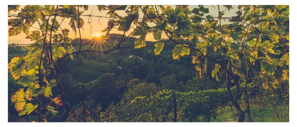 Obraz - Vinice (120x50 cm)
