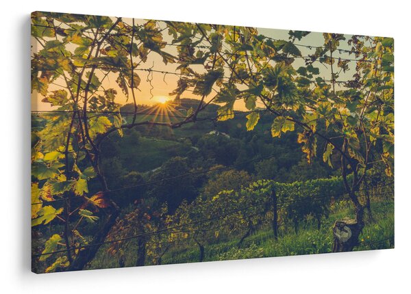 Obraz - Vinice (90x60 cm)