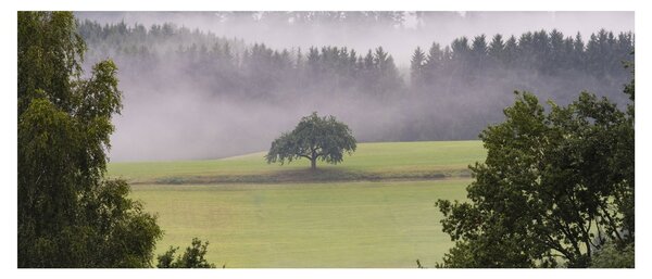 Obraz lúky so stromom (120x50 cm)