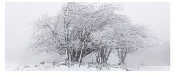 Obraz - Biela zima (120x50 cm)