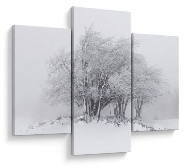 Obraz - Biela zima (90x60 cm)