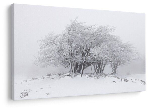 Obraz - Biela zima (90x60 cm)