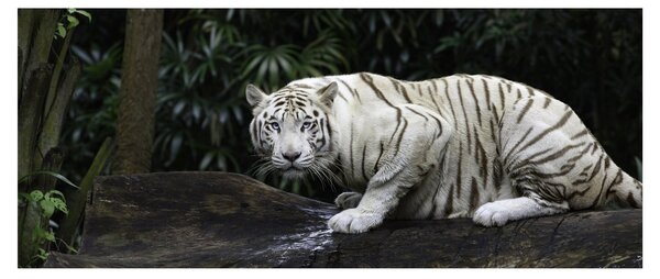 Obraz - Tiger albín (120x50 cm)