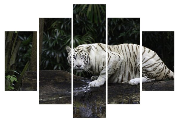 Obraz - Tiger albín (150x105 cm)