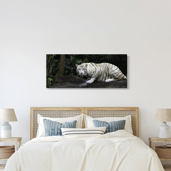 Obraz - Tiger albín (120x50 cm)