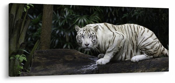 Obraz - Tiger albín (120x50 cm)
