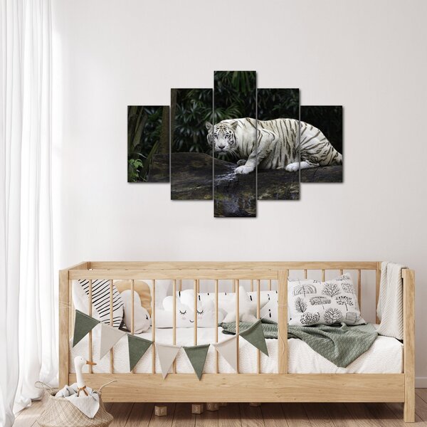 Obraz - Tiger albín (150x105 cm)