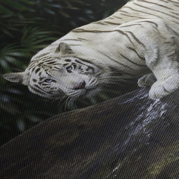 Obraz - Tiger albín (90x60 cm)