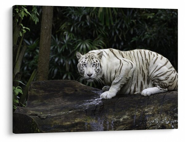 Obraz - Tiger albín (70x50 cm)
