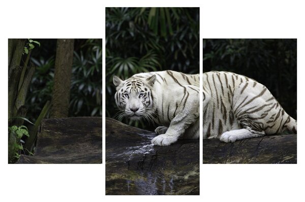 Obraz - Tiger albín (90x60 cm)