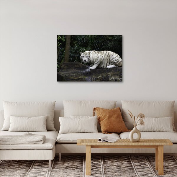 Obraz - Tiger albín (70x50 cm)