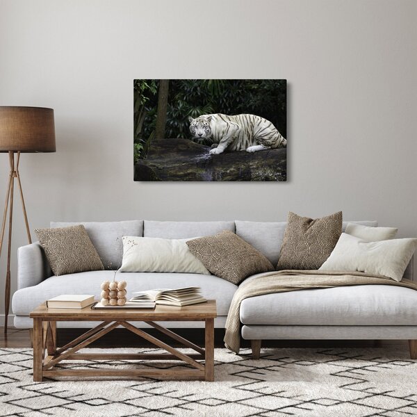 Obraz - Tiger albín (90x60 cm)