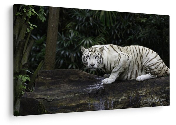 Obraz - Tiger albín (90x60 cm)