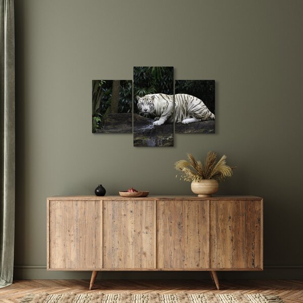Obraz - Tiger albín (90x60 cm)