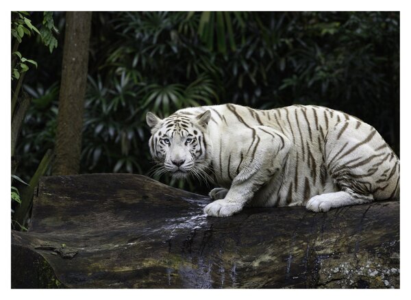 Obraz - Tiger albín (70x50 cm)