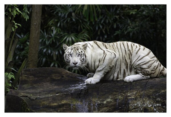 Obraz - Tiger albín (90x60 cm)