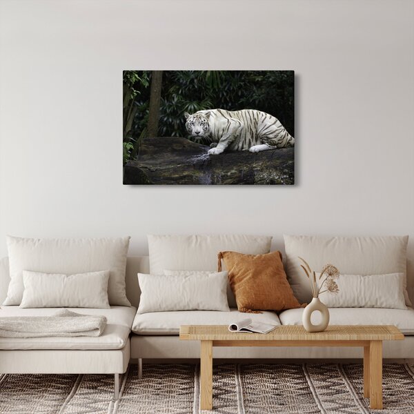 Obraz - Tiger albín (90x60 cm)