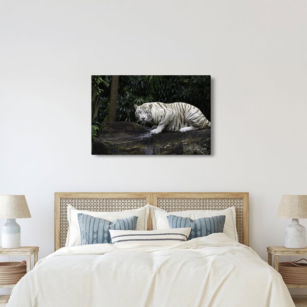 Obraz - Tiger albín (90x60 cm)