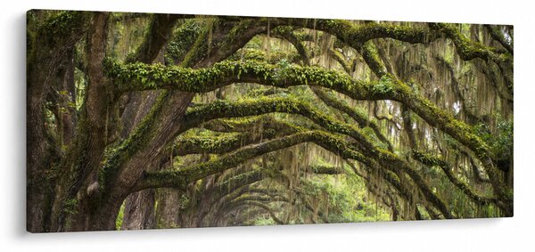 Obraz - Oaks Avenue, Charleston, Južná Karolína, USA (120x50 cm)