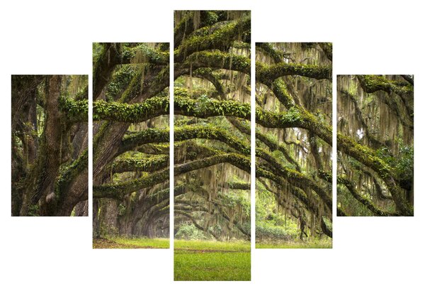 Obraz - Oaks Avenue, Charleston, Južná Karolína, USA (150x105 cm)