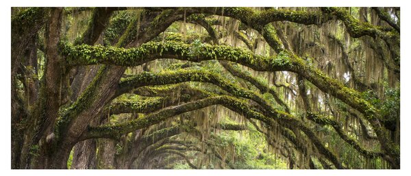 Obraz - Oaks Avenue, Charleston, Južná Karolína, USA (120x50 cm)