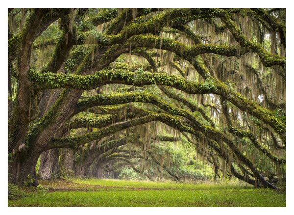 Obraz - Oaks Avenue, Charleston, Južná Karolína, USA (70x50 cm)