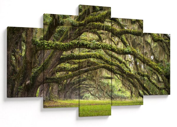 Obraz - Oaks Avenue, Charleston, Južná Karolína, USA (150x105 cm)