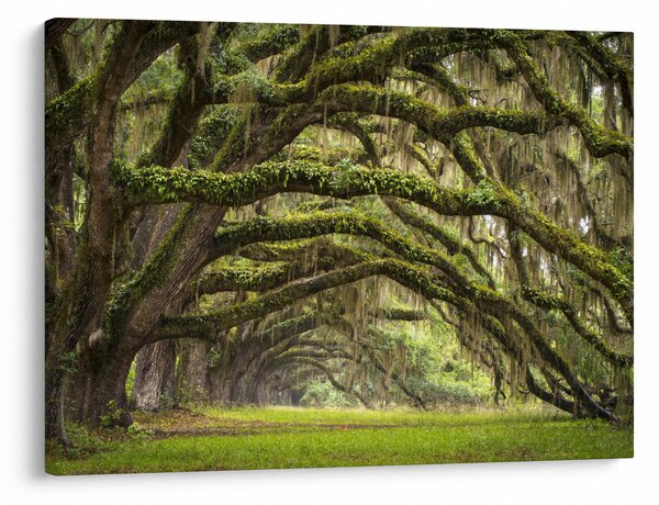 Obraz - Oaks Avenue, Charleston, Južná Karolína, USA (70x50 cm)