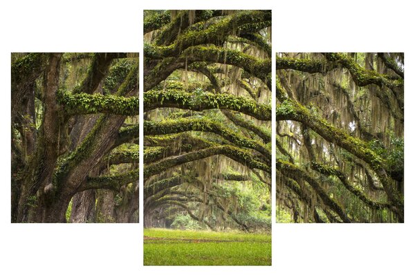 Obraz - Oaks Avenue, Charleston, Južná Karolína, USA (90x60 cm)