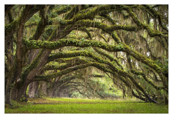 Obraz - Oaks Avenue, Charleston, Južná Karolína, USA (90x60 cm)