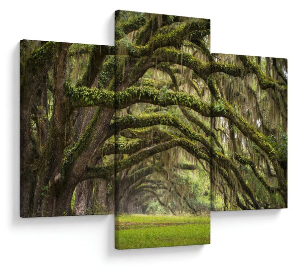 Obraz - Oaks Avenue, Charleston, Južná Karolína, USA (90x60 cm)