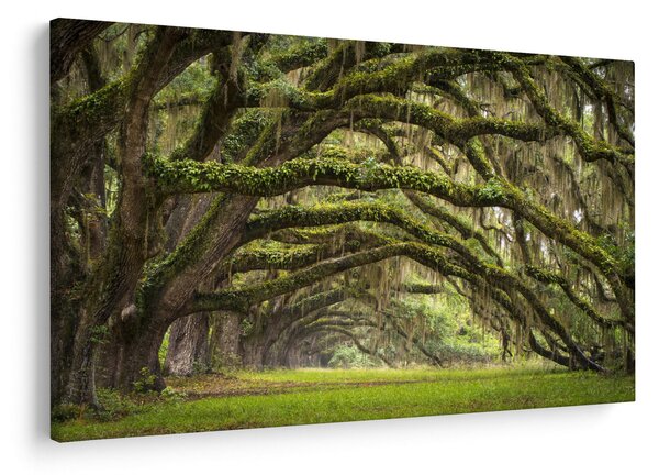 Obraz - Oaks Avenue, Charleston, Južná Karolína, USA (90x60 cm)