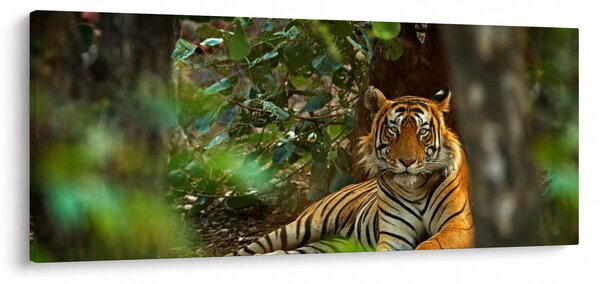 Obraz odpočívajúceho tigra (120x50 cm)