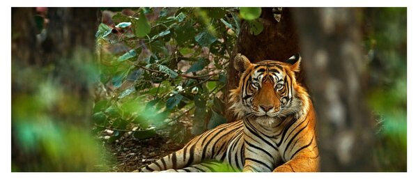 Obraz odpočívajúceho tigra (120x50 cm)