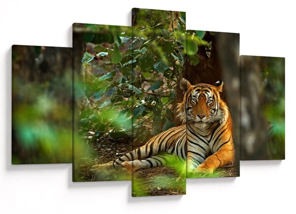 Obraz odpočívajúceho tigra (150x105 cm)