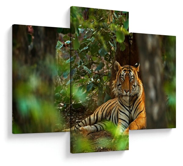 Obraz odpočívajúceho tigra (90x60 cm)