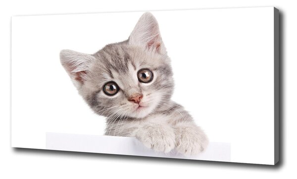 Foto obraz na plátne do obývačky Sivá mačka