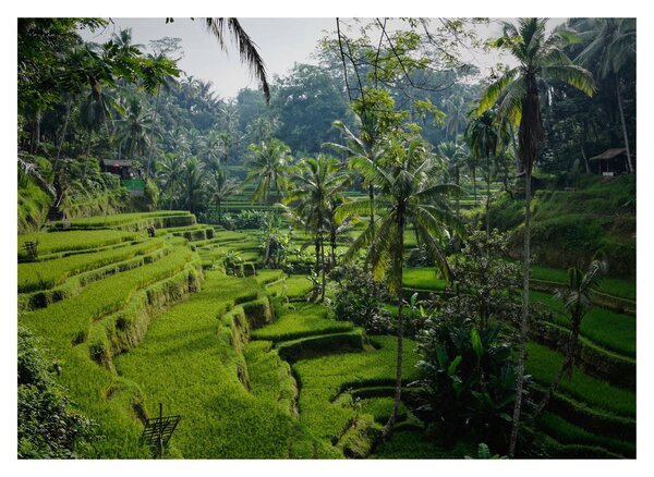 Obraz ryžových terás Tegalalang, Bali (70x50 cm)