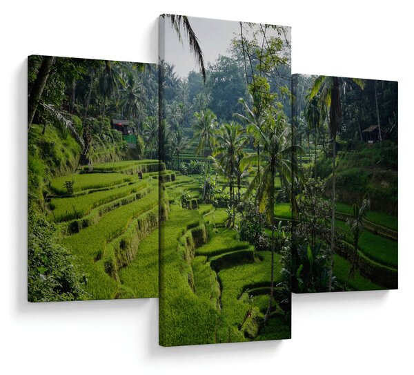 Obraz ryžových terás Tegalalang, Bali (90x60 cm)