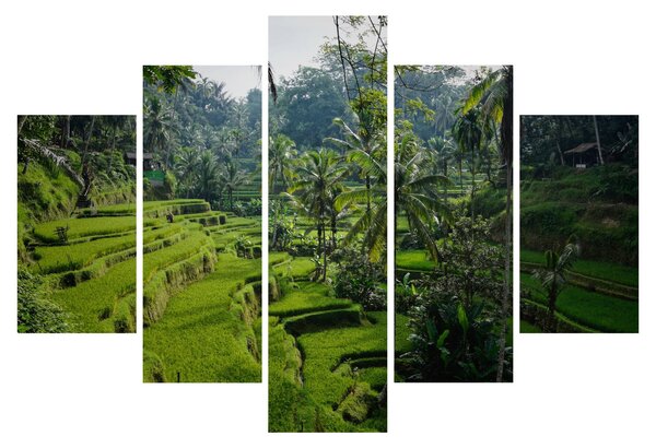 Obraz ryžových terás Tegalalang, Bali (150x105 cm)