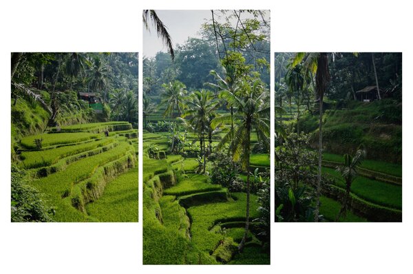 Obraz ryžových terás Tegalalang, Bali (90x60 cm)